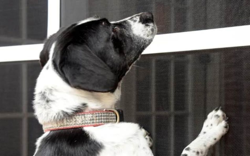 Malla resistente para mascotas